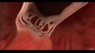 Anatomie du Coeur en 3D!