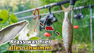 Aalangeln: Wurm vs. Köderfisch - Das ist die beste Methode!