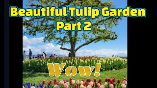 Beautiful Tulip Garden #2