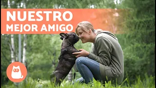 ¿Por qué el PERRO es el MEJOR AMIGO del HOMBRE? 🐶🧍🏻‍♂️ ¡Descúbrelo!