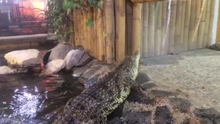 Санкт-Петербургский зоопарк Кормление Крокодила 2017 St. Petersburg Zoo Feeding the Crocodile 2017