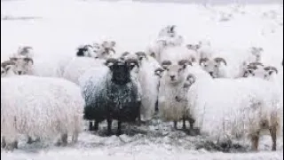 TOP 5 BEST Sheep Breeds for Cold Climates!