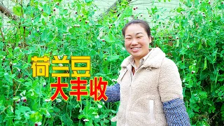 天天下雨，還好荷蘭豆不受影響，看看這長勢喜人 | The beans are ripe! A delicious recipe for beans! It's delicious.