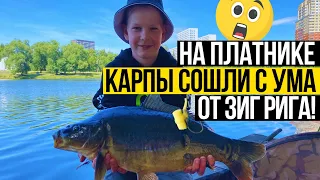 Ловля карпа на ЗИГ РИГ на городском платнике 🎣 ПОД ЗАНАВЕС КЛЮНУЛ ТРОФЕЙ! Рыбалка с подписчиком