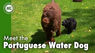 Meet the Portuguese Water Dog