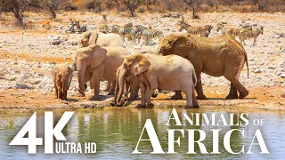 African Wildlife 4K 🌿Explore the arid, harsh lands of African wildlife with soothing relaxing music