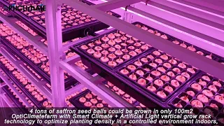 Special report,Indoor saffron farming of OptiClimatefarm hydroponic system