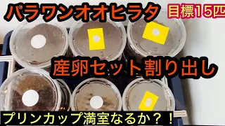 パラワンオオヒラタ産卵セット割り出し2024①