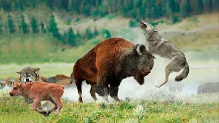 Bison Save Baby From Pack Of Wolves - Wolves vs Bison