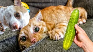 Try Not To Laugh Challenge🐶😹 - Funny and Cute CAT Videos Compilation 😍