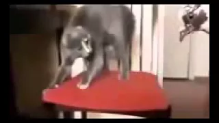 Смешные кошки! Смешные кошки новое видео! Funny cats 2014