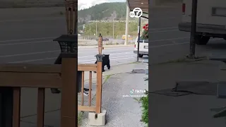 Curious bear sniffs out Canada restaurant