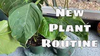 New House Plant Care Routine Repot Root Rot  Pest Philodendron Anthurium