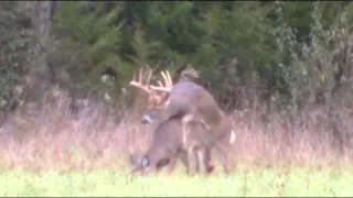 Hunter Waits Until Buck Breeds Doe -- Deer & Deer Hunting Video