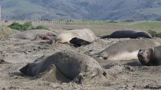 Quan sát voi biển ở San Simeon vào tháng Một - Elephant seal observation in San Simeon in January