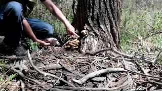 Finding Mushrooms in Colorado - Denver Area Foraging