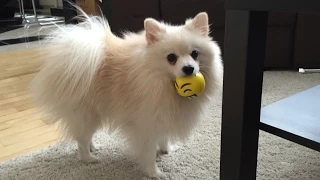 Cute dog play with yellow ball | Pomeranian Mr Spock