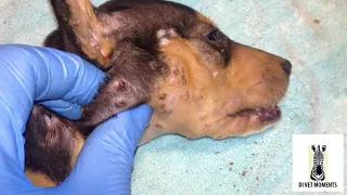 Mangoworms &'vampire' fleas attack tiny puppy  Larvas e pulgas de vampiro atacam cachorrinho pequeno