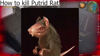 INSTANTLY Kill PUTRID RAT (V BLOOD CARRIER) Secrets of Gloomrot