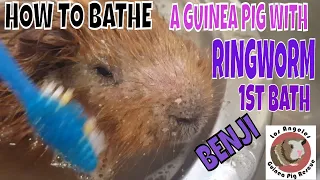 How to Treat Ringworm in Guinea Pigs.  New Rescue Pig's first treatment bath!