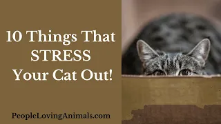 Why Your Cat is a Nervous Wreck - 10 Things that Stress Your Cat Out!  Cat Stress | Cat Anxiety