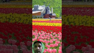 flowers nature  video with music #natureshort #shorts #nature #youtube #beautiful #viral #relaxing