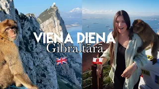 viena diena Gibraltārā | ciemos pie savvaļas pērtiķiem