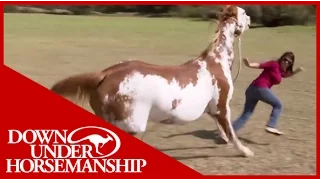 Once Bitten Twice Shy: How to Train a Dangerous, Dominant Horse