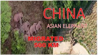 China Elephant migration I ISHA  long travel  baby calf I Yunnan province I Environment I ariseroby