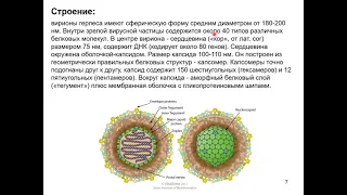 Дубынин В. А. - Физиология иммунитета - Иммунитет и вирусы герпеса