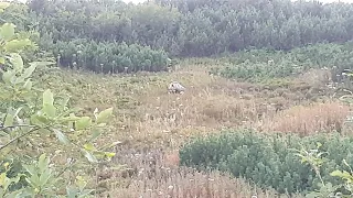 Tatry - niedźwiedź blisko szlaku na Halę Gąsienicową