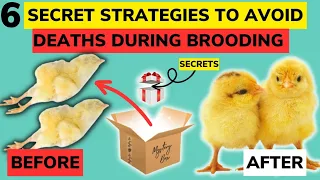 Here Are 6 STRATEGIES TO SAVE DYING CHICKS DURING BROODING. Hacks To Prevent Chick Mortality.