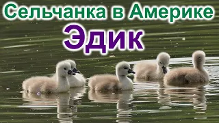 Сельчанка в Америке.Эдик