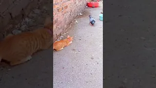 cat attack kabutar 😹😻🕊️🕊️😜😂🤣