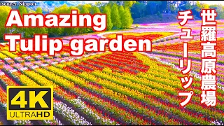 4K Amazing Tulip Garden JAPAN チューリップ  広島  世羅高原農場  Sera Kogen Farm 広島観光 旅行 Hiroshima Flower garden