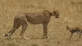 [!! Shaky Video!!] Panther playing with baby gazelle before eating it.