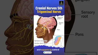 Trigeminal Nerve (Cranial Nerve V) #trigeminalnerve #nerve #nervensystem #testpaperlive #shortvideo