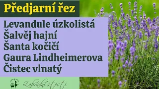 Jarní řez levandule, šalvěje, šanty, gaury a čistce