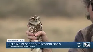 Valley nonprofit working to help protect burrowing owls