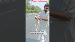 Rescue of stray and street animals // feeding and treatment // Save animals(Donate for animals) 🙏