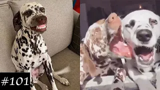 Dalmatian Dogs Compilation | Funny Dog Videos 2021