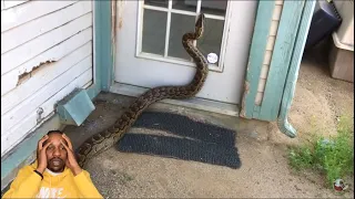 😳🤯The most incredible cases of wild animals invading people's homes!!