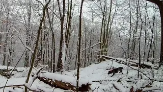 Ohio pheasant hunt in the snow 2020