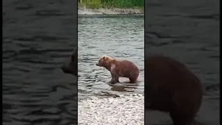 Медведица украла сети с рыбой