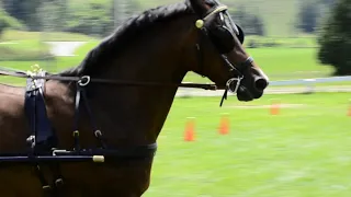 Breed Spotlight: Morgan Horse