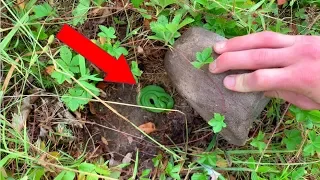 Flipping Rocks to Find Colorful Little Snakes!