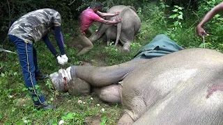 The elephant saved  from a deadly trap |  elephant saved by humans.#animals  #slwildtv