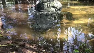 The Biggest Alligators at Gatorland!