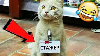 СМЕШНЫЕ ЖИВОТНЫЕ 2020 / ПРИКОЛЫ КОТЫ СОБАКИ, ЛУЧШИЕ ПРИКОЛЫ с Кошками и Собаками Funny Cats