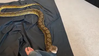 15ft Reticulated Python investigating my lap.